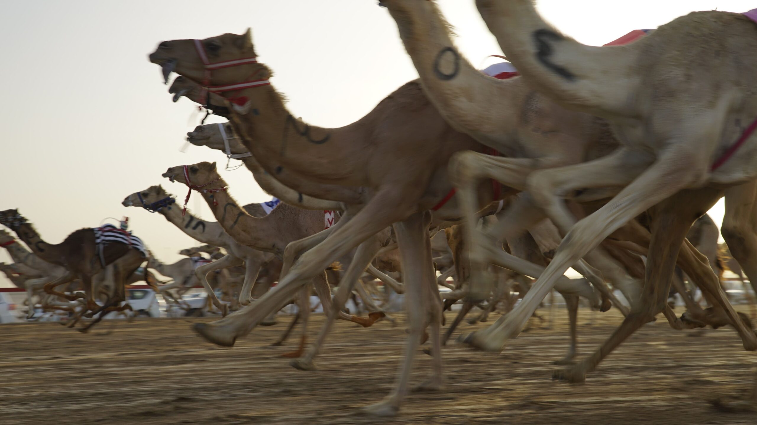 Camel Racing