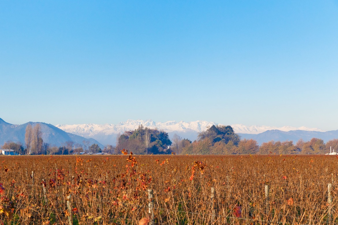 Viñedos de Santa Cruz con los Andes nevados al fondo