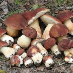 Boletus pinophilus - Fotos: Dmitry Kulakov