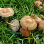 Marasmius oreades - Foto: Lord Mayonnaise