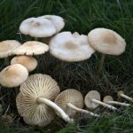 Michigan Marasmius oreades Foto: Allan Rockefeller